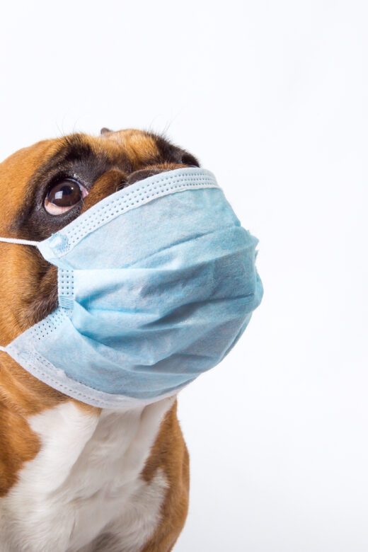 Separate Quarantine for Pets who are Sick