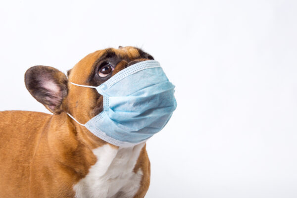 Separate Quarantine for Pets who are Sick