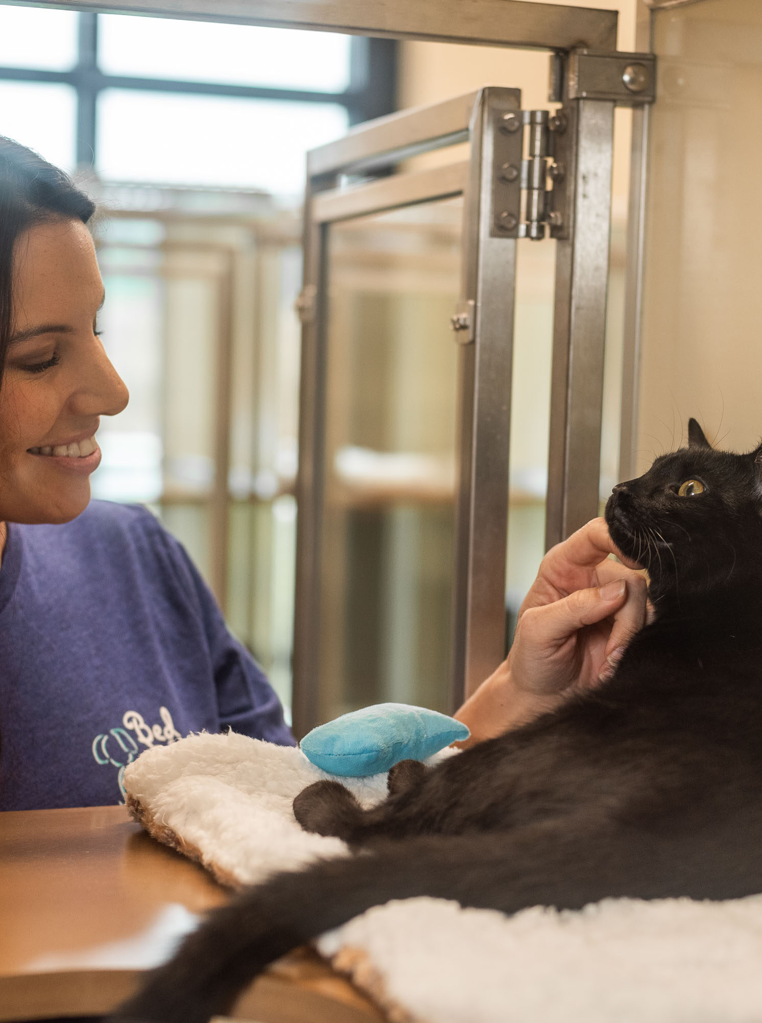 Staff Playing with Cat in Cat Boarding Space