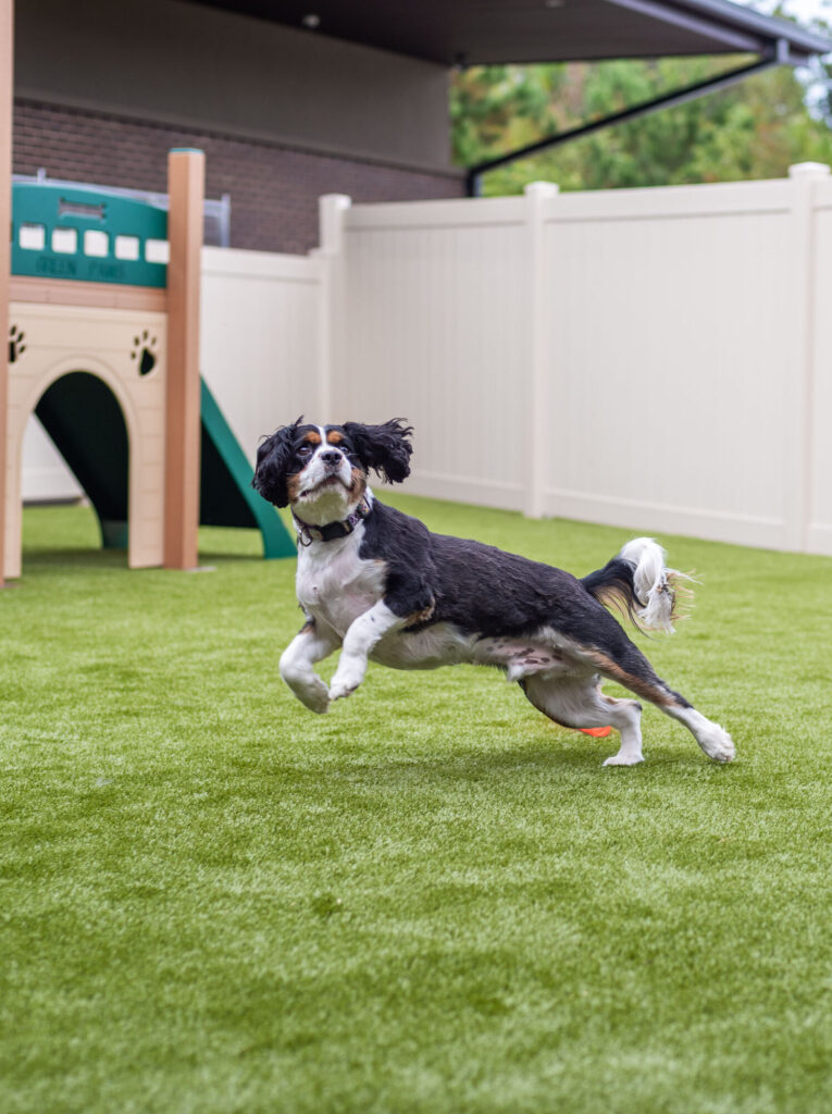 Dog Plays in Play Yard at Doggy Day Care
