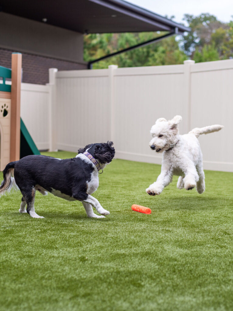 Two Dogs play together in Yard