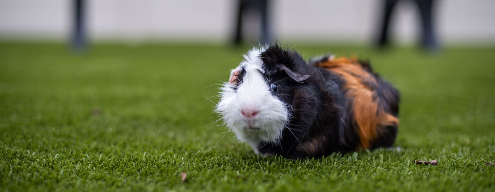 Guinea Pig on the Grass