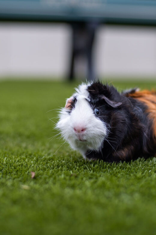 Guinea Pig on the Grass