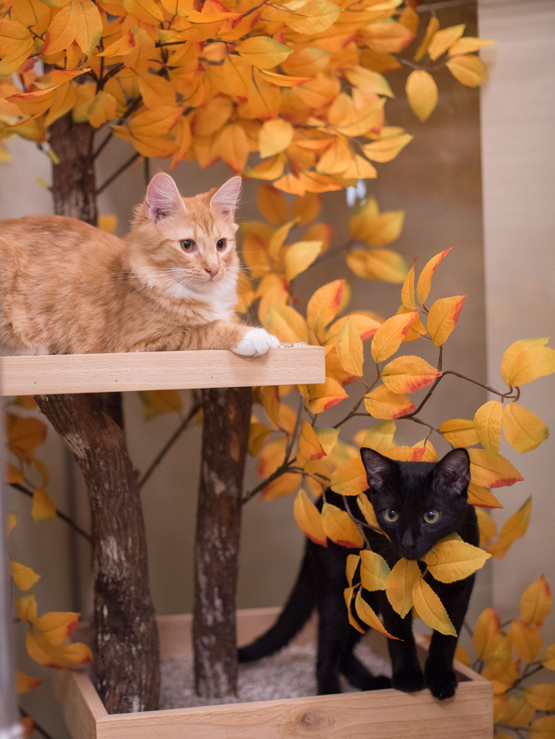 Two Cats playing on Cat Tree