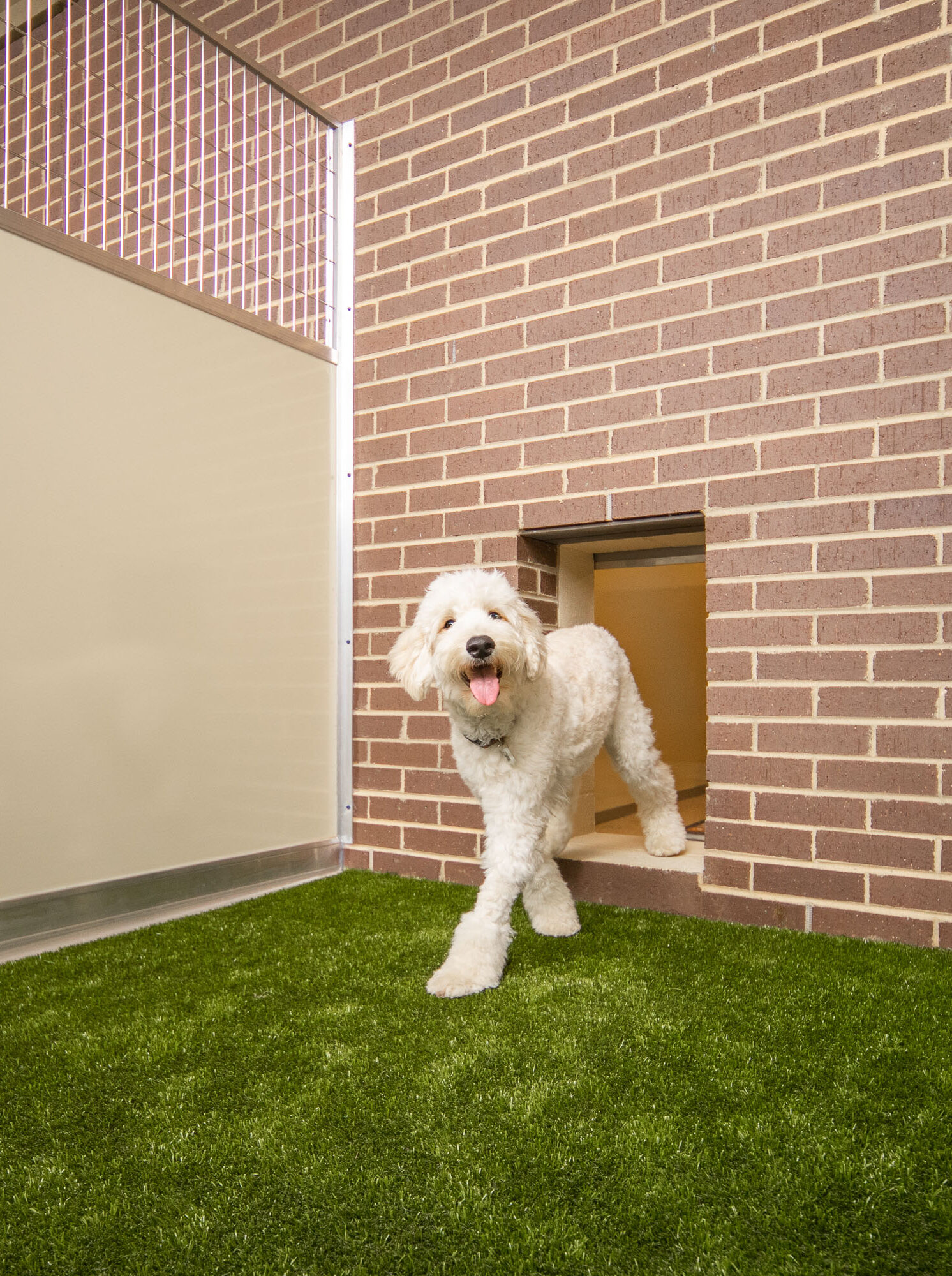 Dog leaves Indoor Suite into Private Yard
